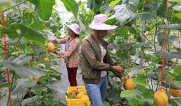 网红柴瓜怎么吃,解锁美味新境界